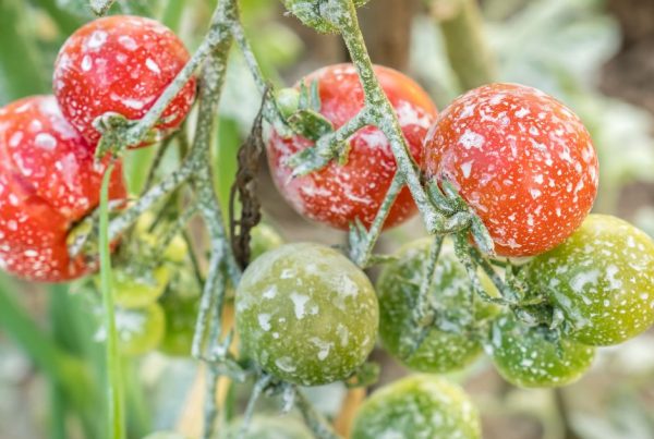 Tomates avec résidus de pesticides illustrant les sources d'exposition aux métaux lourds dans l'alimentation
