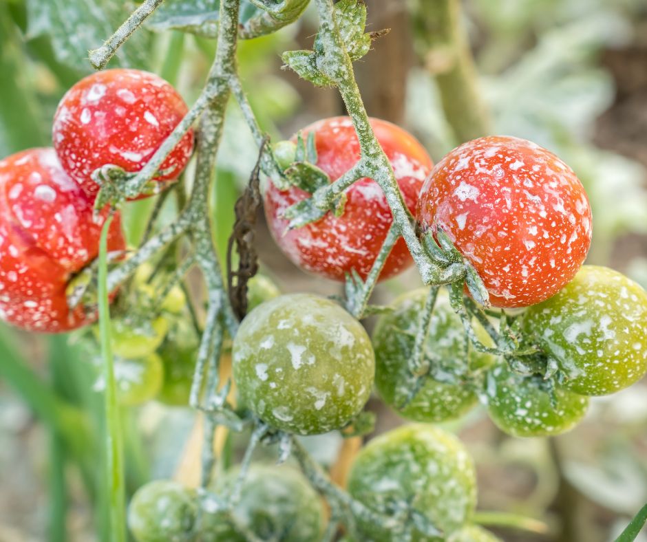 Tomates avec résidus de pesticides illustrant les sources d'exposition aux métaux lourds dans l'alimentation